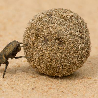 Earth-boring dung beetle