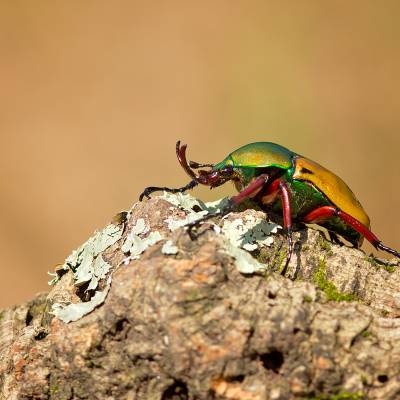 Eudicella euthalia