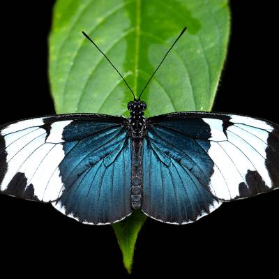 Sapho longwing