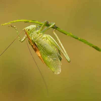 Great green bush-cricket