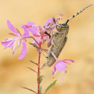 Saperda carcharias