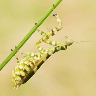 Spiny flower mantis