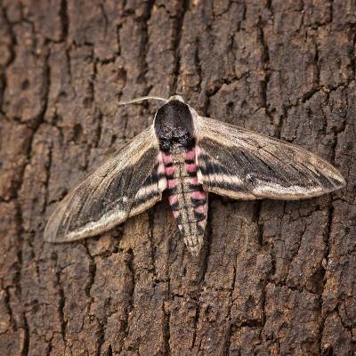 Privet hawk moth