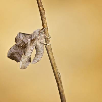 Poplar hawk-moth