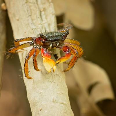 Mangrove crab