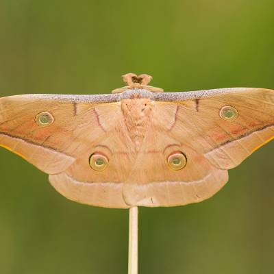 Chinese oak silk moth