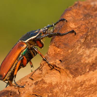 Mecynorrhina ugandensis