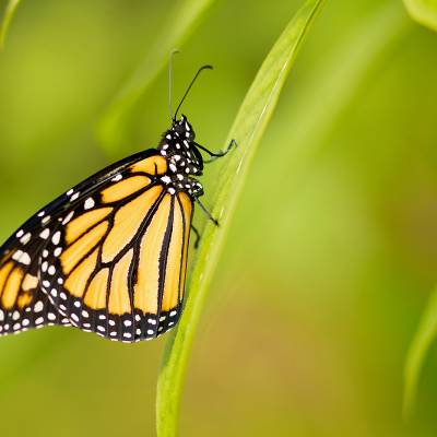 Monarch butterfly