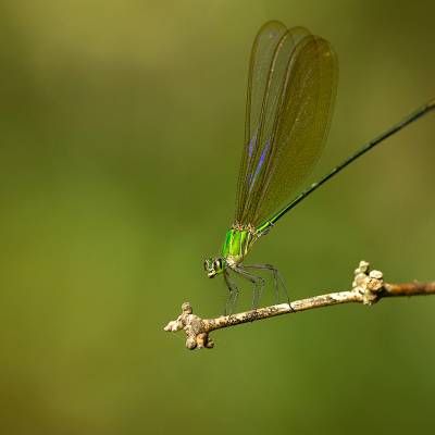 Banded demoiselle