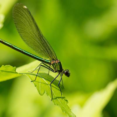 Beautiful demoiselle