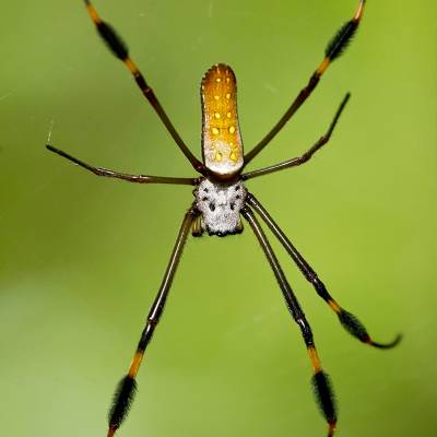 Northern golden orb weaver