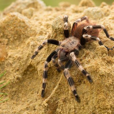 Brazilian red and white tarantula