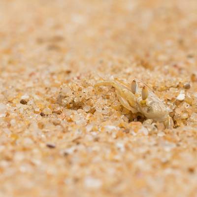 Ghost crab