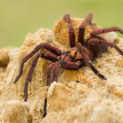 Purple Bloom Tarantula