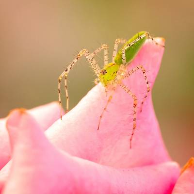 Green lynx spider