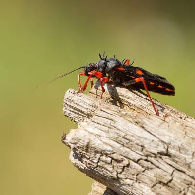 Horrid king assassin bug