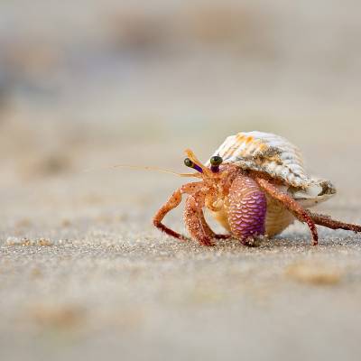 Hermit crab