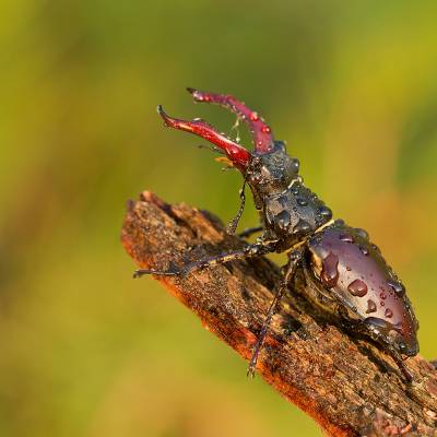 European stag beetle