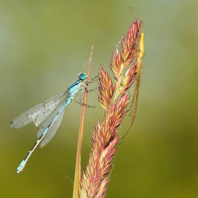 Azure damselfly