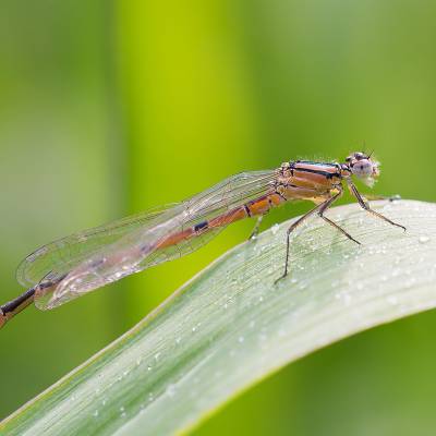 Common spreadwing