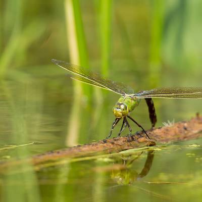 Emperor dragonfly