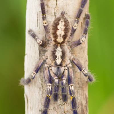 Peacock tarantula