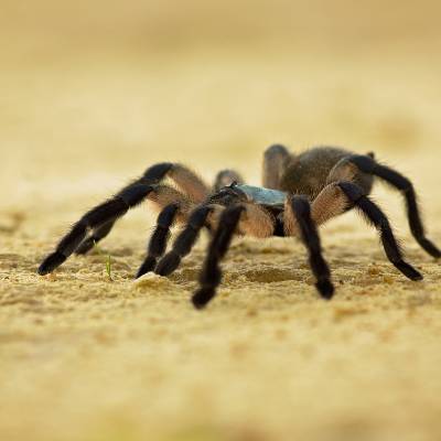 Blue baboon tarantula