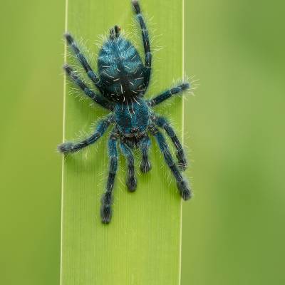 Antilles pinktoe tarantula