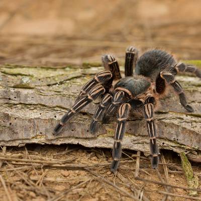 Costa Rican zebra tarantula