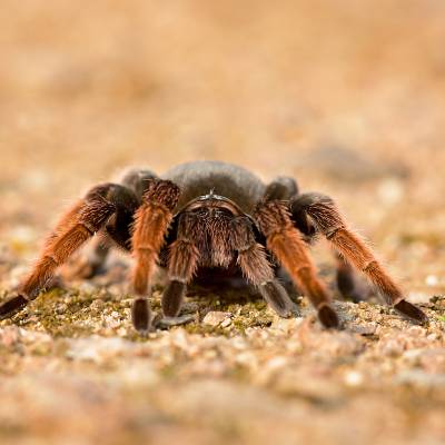 Mexican pink tarantula