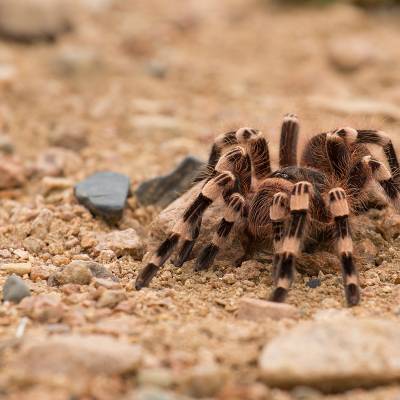 Brazilian whiteknee tarantula