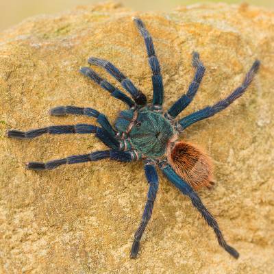 Greenbottle blue tarantula