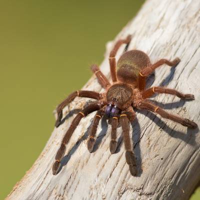 Blue fang tarantula