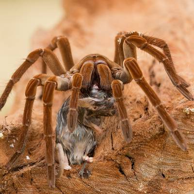 Goliath birdeater