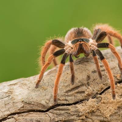 Colombian giant tarantula