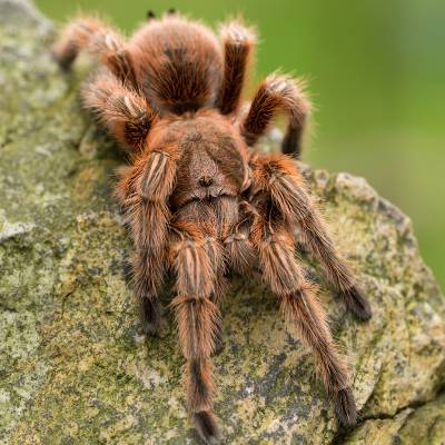 Chilean rose tarantula