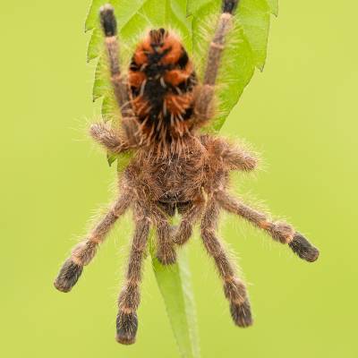 Red Slate Pink Toe