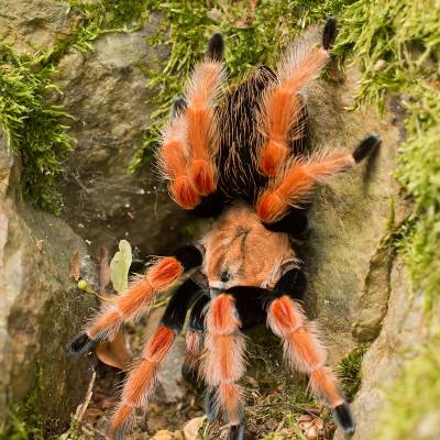 Mexican redknee tarantula