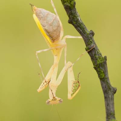 African mantis