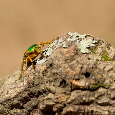 Spotted flower beetle