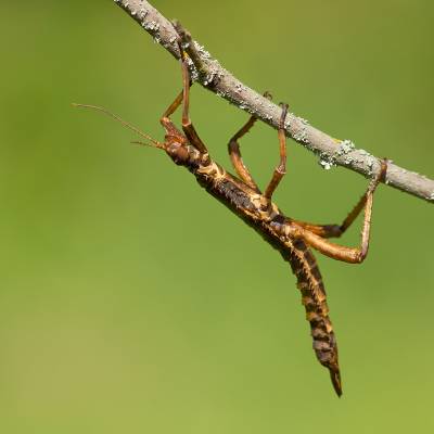 Thorny devil stick insect 