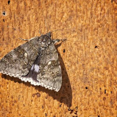 Blue underwing