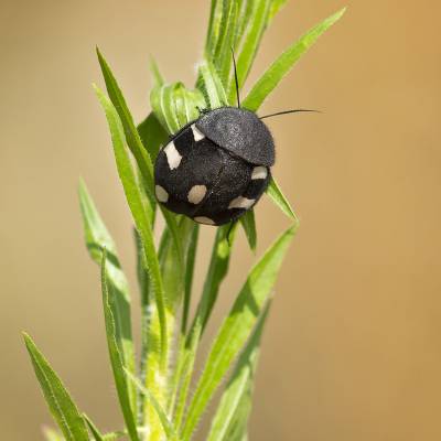 Desert cockroach