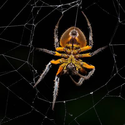 Tropical orb weaver