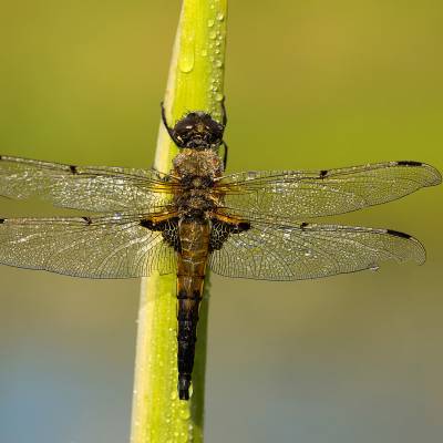 Four-spotted chaser