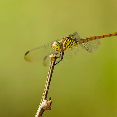 Vagrant darter