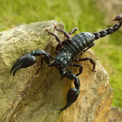 Emperor scorpion