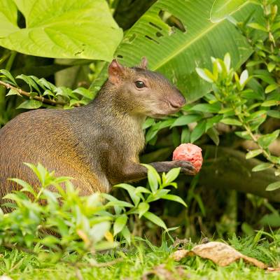 Central American agouti