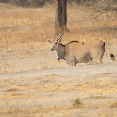 Common eland