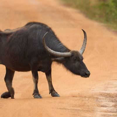 Water buffalo